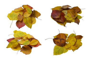 Beyaz arka planda bir sürü sarı yaprak var.