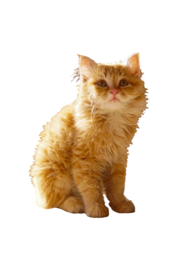 Beyaz arka planda sarı tüylü bir kedi yavrusu oturuyor.