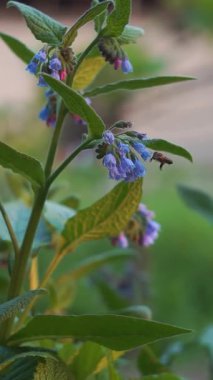 Arılar çan çiçeklerinde yiyecek bulur.