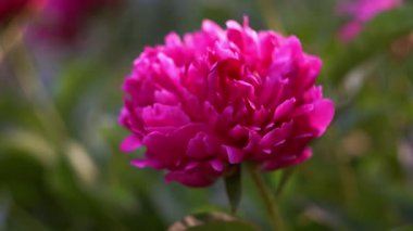 Bahçede Kırmızı Dalya Çiçekleri Açtı.