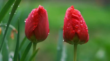 Yağmur sonrası lalelere su damlaları