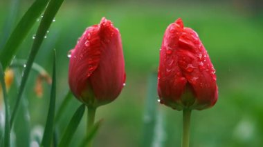 Yağmur sonrası lalelere su damlaları