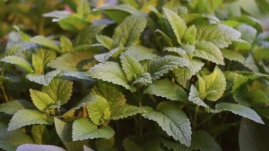 Melissa gün ışığında parlar