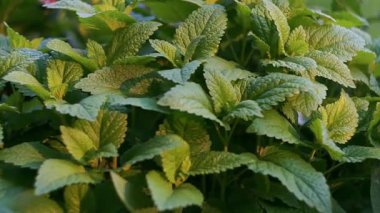 Melissa gün ışığında parlar