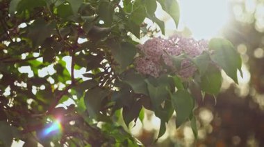 Güneş leylak çiçeğinin arkasında parlıyor