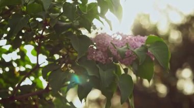 Güneş leylak çiçeğinin arkasında parlıyor