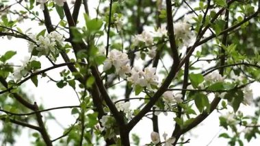 Yağmurdan sonra elma çiçeklerine su damlaları düşer.