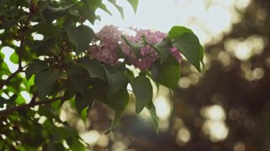 Güneş leylak çiçeğinin arkasında parlıyor