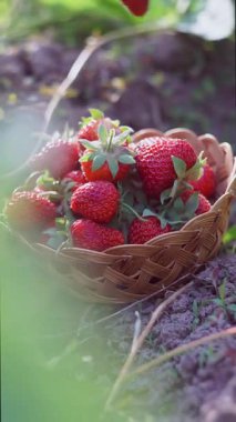 Kız çilek topluyor, kız çilekleri topluyor ve bir sepete koyuyor..