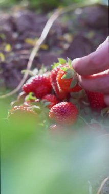 Kız çilek topluyor, kız çilekleri topluyor ve bir sepete koyuyor..