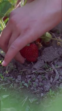 Kız çilek topluyor, kız çilekleri topluyor ve bir sepete koyuyor..