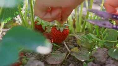 Kız çilek topluyor, kız çilekleri topluyor ve bir sepete koyuyor..