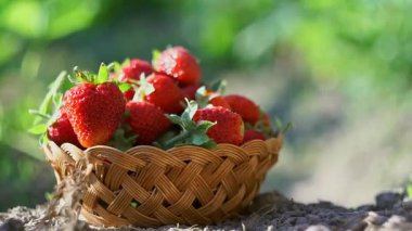 Çilekler çilek tarlasında toplanır ve sepete konur..