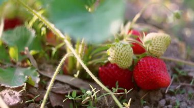 Tarlada olgun çilekler güneş ışığında parlıyor..
