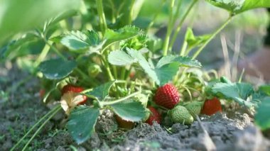 Tarlada olgun çilekler güneş ışığında parlıyor..