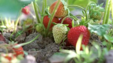 Tarlada olgun çilekler güneş ışığında parlıyor..