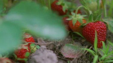 Tarlada olgun çilekler güneş ışığında parlıyor..