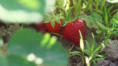 Tarlada olgun çilekler güneş ışığında parlıyor..