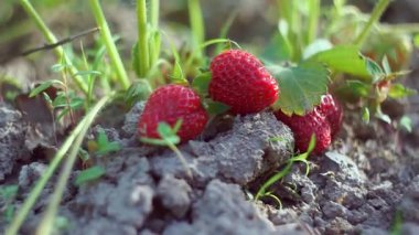 Olgun çilekler çilek tarlasında sepete konur.