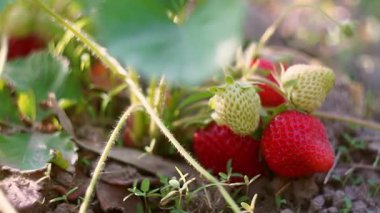 Olgun çilekler çilek tarlasında sepete konur.
