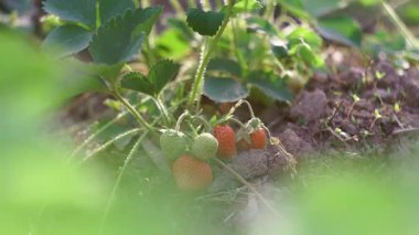 Olgun çilekler çilek tarlasında sepete konur.