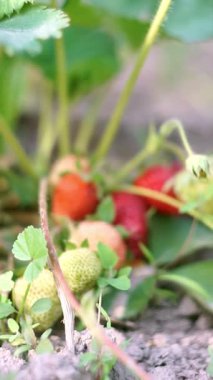 Olgun çilekler çilek tarlasında sepete konur.