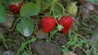 Olgun çilekler çilek tarlasında sepete konur.