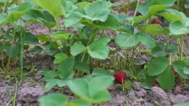 Olgun çilekler çilek tarlasında sepete konur.