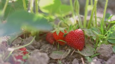 Olgun çilekler çilek tarlasında sepete konur.