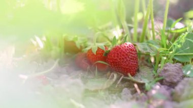 Olgun çilekler çilek tarlasında sepete konur.