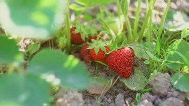 Olgun çilekler çilek tarlasında sepete konur.