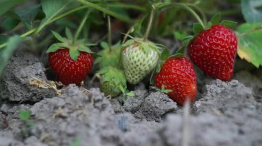 Olgun çilekler çilek tarlasında sepete konur.
