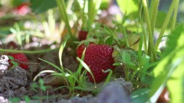 Olgun çilekler çilek tarlasında sepete konur.