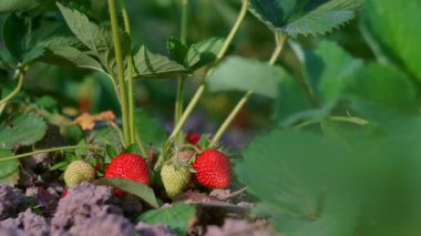 Olgun çilekler çilek tarlasında sepete konur.
