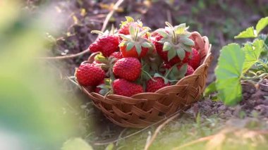 Olgun çilekler çilek tarlasında sepete konur.