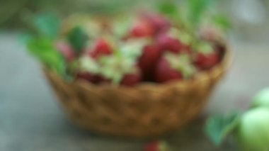 Olgun çilekler çilek tarlasında sepete konur.