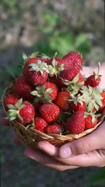 Olgun çilekler çilek tarlasında sepete konur.