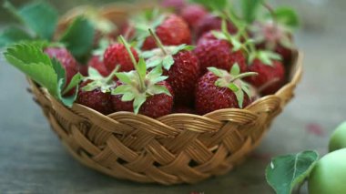 Olgun çilekler çilek tarlasında sepete konur.