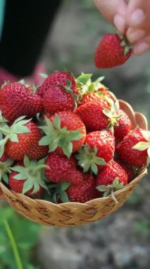 Olgun çilekler çilek tarlasında sepete konur.