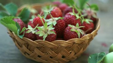 Olgun çilekler çilek tarlasında sepete konur.