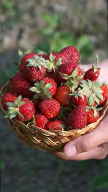 Olgun çilekler çilek tarlasında sepete konur.