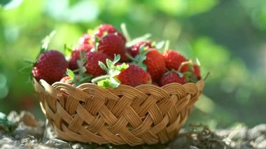 Olgun çilekler çilek tarlasında sepete konur.