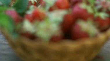 Olgun çilekler çilek tarlasında sepete konur.