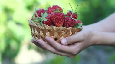 Olgun çilekler çilek tarlasında sepete konur.