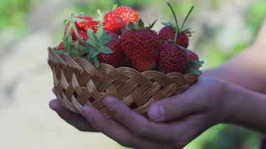 Olgun çilekler çilek tarlasında sepete konur.