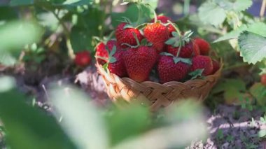 Olgun çilekler çilek tarlasında sepete konur.