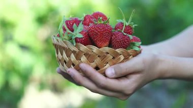 Olgun çilekler çilek tarlasında sepete konur.