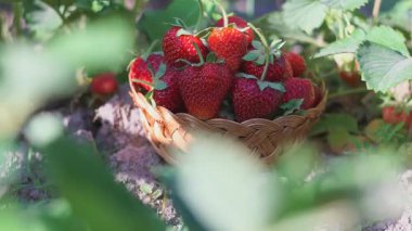 Olgun çilekler çilek tarlasında sepete konur.
