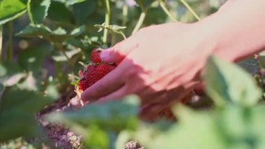 Olgun çilekler çilek tarlasında sepete konur.