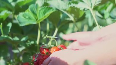 Olgun çilekler çilek tarlasında sepete konur.